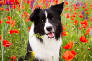 Mohnblumenbilder, Juni 2014