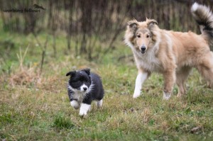 Countess (female 2) and my Poppy