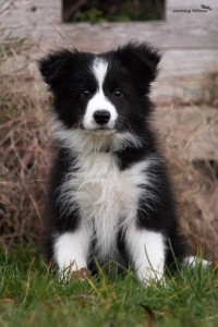 A little King of Speedborders, 10 weeks old, black-white male, both testicles down