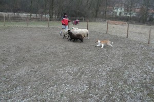 Ája at her first herding lesson