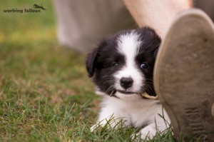 Cheeky boy 1