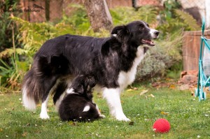 Locy is still feeding them, a great mommy!