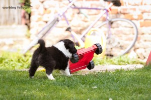 Someone wants to cut the grass