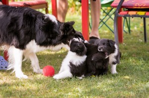 Locy playing with her puppies