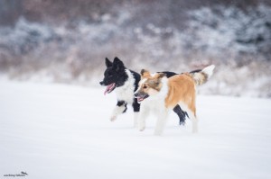 Alpi and Ája