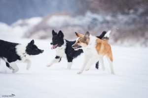 Aico, Alpi and Ája having fun