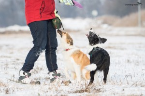 Aico and Ája, catching some snow