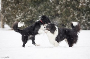 Conny (without pedigree, lives together with Alpi) and Xandro playing together