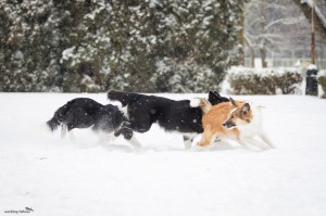 Aico, Alpi and Ája