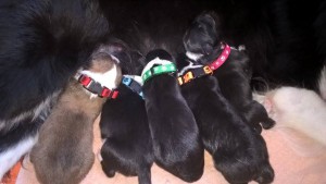 all 5 puppies