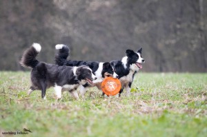 Katerinas dogs, Sunny Blue FF, Karrie FF, Yuppie FF