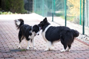 Xandro and Lily playing