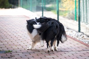 Xandro and Lily playing