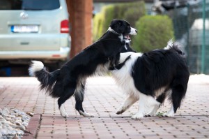 Xandro and Lily playing