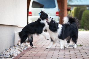 Xandro and Lily playing