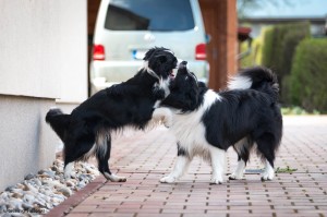 Xandro and Lily playing