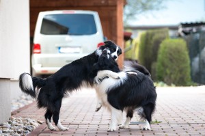 Xandro and Lily playing