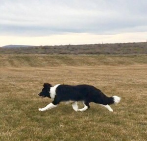 A little Countess of Speedborders 'Xen', 5 months old, black-white female, full scissor bite