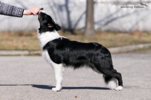 All or Nothing Quick Dash 'Aico', black-white male, 7 months old, 'very promising' on his first show, full scissor bite, both testicles down