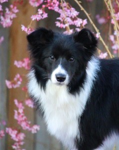 A little Countess of Speedborders, 6.5 months old, black-white female, full scissor bite 