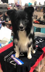 De Stijl's A Boy's Best Friend at Nationals, black male living in the US, HD good, ED-free, full scissor bite, American Champion, stud dog to be