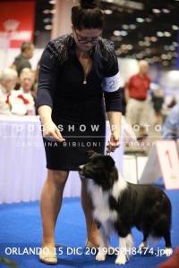 De Stijl's A Boy's Best Friend at Nationals, black male living in the US, HD good, ED-free, full scissor bite, American Champion, stud dog to be