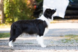 A little Queen of Speedborders, 1 year old black-white female, correct and complete bite, excellent and best of opposite sex