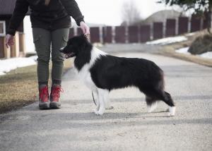 Baai Lee Canis Ursinus-Bakkaia, almost 2 years old (Xandro x Bang Bang Legemond)HD A/A, ED 0/0, OCD free, LTV clear, Spondylosis clear, eyes clear, correct and complete bite